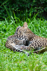 couple baby leopard playing in wildlife breeding station.