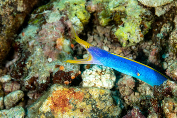 Ribbon eel, Rhinomuraena quaesita, also known as the leaf-nosed moray eel or bernis eel