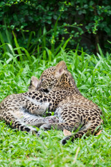 couple baby leopard playing in wildlife breeding station.