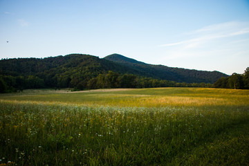 Colorful wildflower meadow with mountains and rolling hills in the background. Taken at sunset