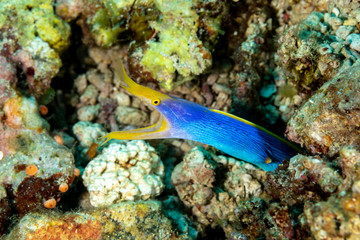 Fototapeta na wymiar Ribbon eel, Rhinomuraena quaesita, also known as the leaf-nosed moray eel or bernis eel