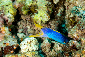 Ribbon eel, Rhinomuraena quaesita, also known as the leaf-nosed moray eel or bernis eel