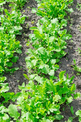 Butterhead Lettuce salad plant, hydroponic vegetable leaves. fresh green salad in soil and pots, fresh green salad in soil and pots, green vegetable. vertical photo