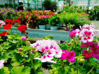 Close Up of Flowers at the Italian Flowers Shop