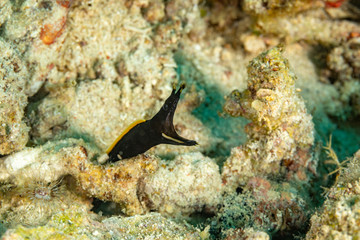 Ribbon eel, Rhinomuraena quaesita, also known as the leaf-nosed moray eel or bernis eel