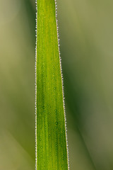 Grashalm mit Tautropfen Nahaufnahme