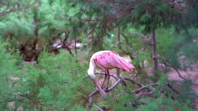 Roseate spoonbill (Platalea ajaja) bird sits on a branch of a conifer tree in sunny weather