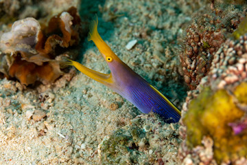 Ribbon eel, Rhinomuraena quaesita, also known as the leaf-nosed moray eel or bernis eel