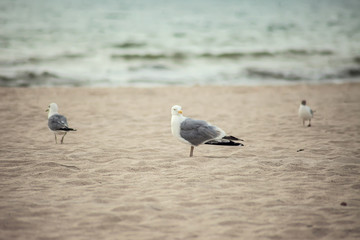 A seagull bird on the beach at sunset