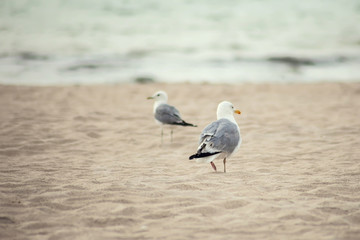 A seagull bird on the beach at sunset