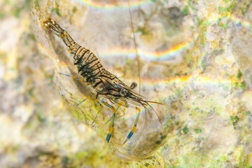 Rock Shrimp, Palaemon elegans, Croatia