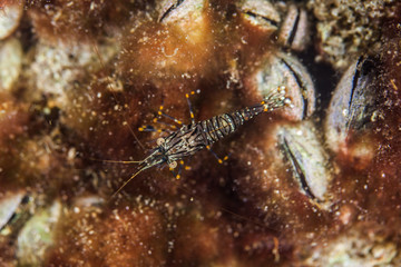 Rock Shrimp, Palaemon elegans, Croatia