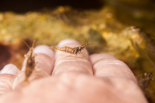 Rock Shrimp, Palaemon elegans,on Human Hand Croatia
