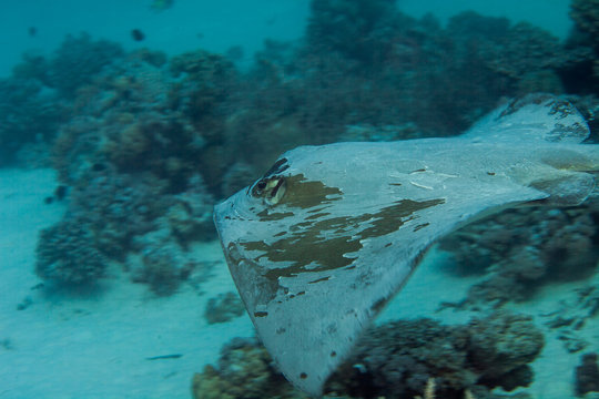 The cowtail stingray, Pastinachus sephen, is a species of stingray in the family Dasyatidae