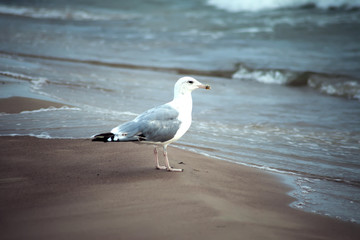 A seagull bird on the beach at sunset