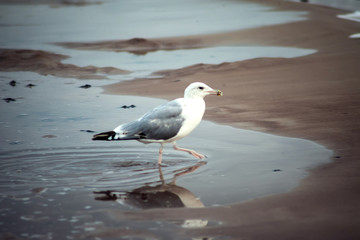 A seagull bird on the beach at sunset