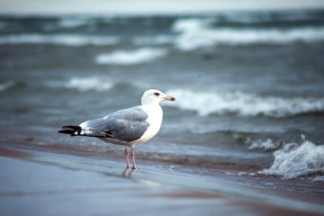 A seagull bird on the beach at sunset