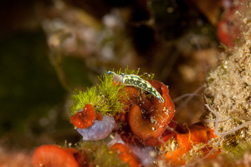 Sapsucking Slug, Hope's Elysia, Thuridilla hopei