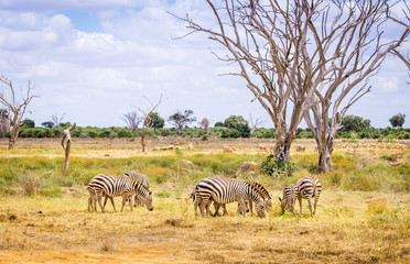Obraz premium African zebras in Kenya