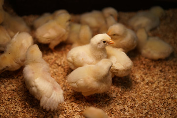 かわいいひよこのイメージ