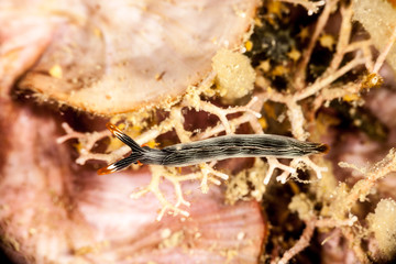 Sapsucking Slug, Thuridilla gracilis is a species of sea slug, a sacoglossan, a marine gastropod mollusk in the family Plakobranchidae
