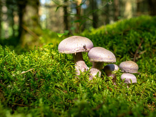 A blurry background version, wild mushrooms in the forest, autumn is the time of mushroom gathering, Latvia