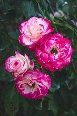 Beautiful roses flowers, red and white, red edges on a garden bush, selective focus.