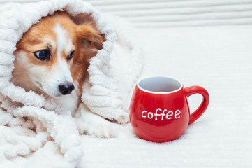 funny dog is covered with a bedcover and a cup of red coffee is next to it. Concept fall