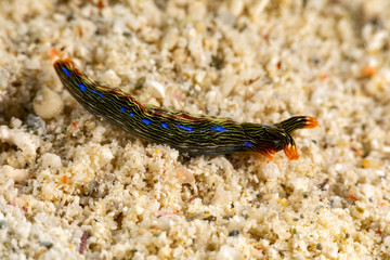 Obraz na płótnie Canvas Sapsucking Slug, Thuridilla gracilis is a species of sea slug, a sacoglossan, a marine gastropod mollusk in the family Plakobranchidae