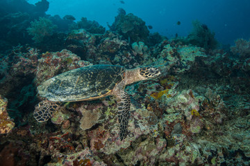Obraz na płótnie Canvas The hawksbill sea turtle Eretmochelys imbricata