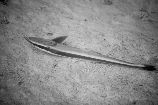 The live sharksucker or slender sharksucker (Echeneis naucrates) is a species of marine fish in the family Echeneidae