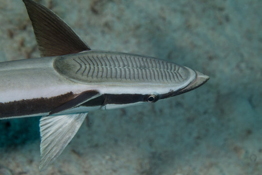 The live sharksucker or slender sharksucker (Echeneis naucrates) is a species of marine fish in the family Echeneidae