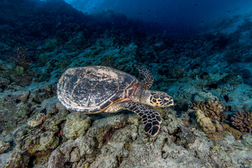 Obraz premium The hawksbill sea turtle Eretmochelys imbricata