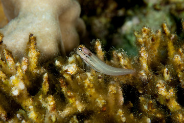 Combtooth blenny, perciform marine fish of the family Blenniidae, Ecsenius