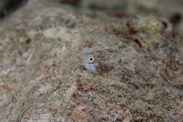 Combtooth blenny, perciform marine fish of the family Blenniidae, Ecsenius