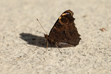European peacock, Aglais io, sitting on granite