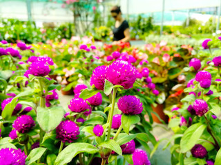 Close Up of Flowers at the Italian Flowers Shop
