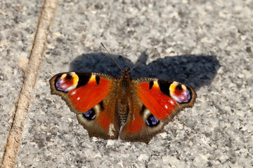 European peacock, Aglais io, sitting on granite