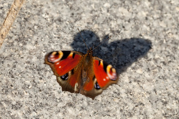 European peacock, Aglais io, sitting on granite
