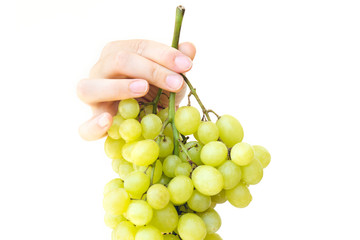 Large brush of green grapes on a female palm. Isolated on white background