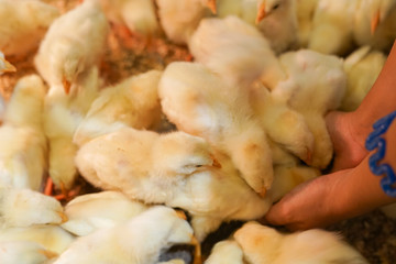 かわいいひよこのイメージ