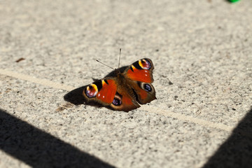 European peacock, Aglais io, sitting on granite