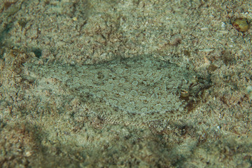 Flatfish is a member of the order Pleuronectiformes of ray-finned demersal fishes