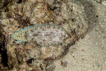 Banded Sole, Soleichthys heterorhinos is a sole from the Eastern Indian Ocean and Western Pacific