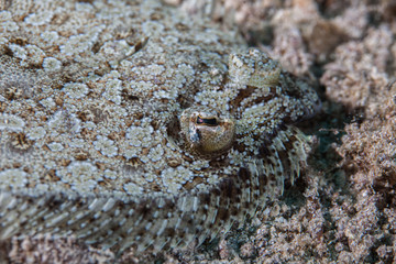 Flatfish is a member of the order Pleuronectiformes of ray-finned demersal fishes