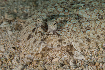 Flatfish is a member of the order Pleuronectiformes of ray-finned demersal fishes