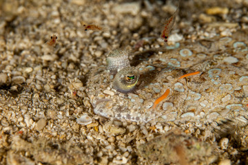 Flatfish is a member of the order Pleuronectiformes of ray-finned demersal fishes