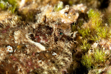 Obraz na płótnie Canvas Flatfish is a member of the order Pleuronectiformes of ray-finned demersal fishes