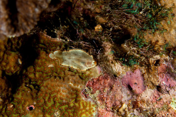 Juvenile Sole - Soleichthys sp2