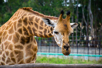 A young giraffe in Bangalore, India